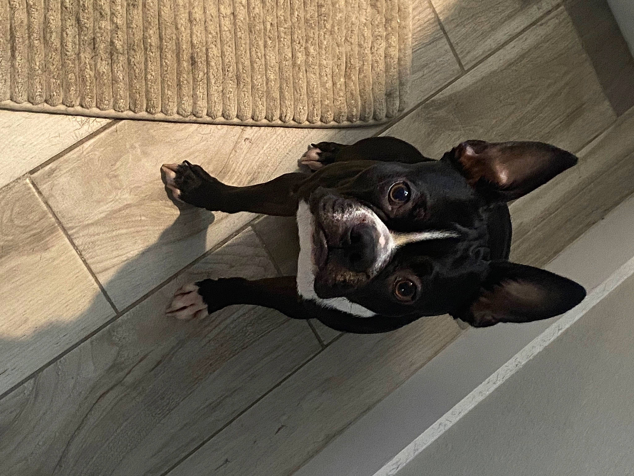 Grover joined the competition — help win amazing prizes! carnivore, comfort, companion_dog, dog, dog_breed, dog_collar, fawn, felidae, floor, flooring, grey, hardwood, paw, pet_supply, snout, tail, tints_and_shades, toy_dog, whiskers, wood
