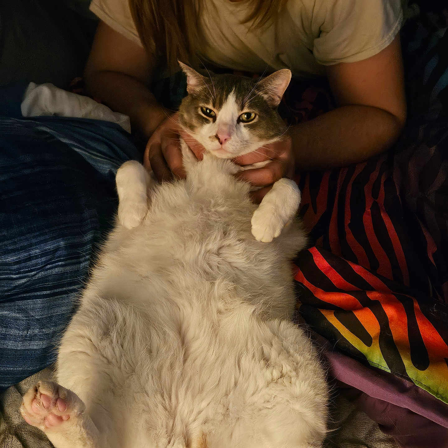 Arlo is registered to the contest to win money with this photo: abyssinian, adult, animal, blanket, bodypart, cat, clothing, couch, face, female, finger, furniture, hand, head, kitten, manx, pants, person, pet, woman