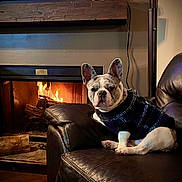 Pongo is registered to the contest to win money with this photo: french_bulldog, dog, sweater, leather_couch, fireplace, fire, wood, mantel, bear_decoration, living_room, cozy, indoor, pet, animal, warm, relaxing, brown, black, white, seated