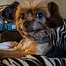 dog, small_dog, pet, close_up, fur, indoor, blanket, zebra_pattern, resting, cute, animal, mammal, companion, domestic_animal, face, ears, eyes, snout, cozy, brown_fur