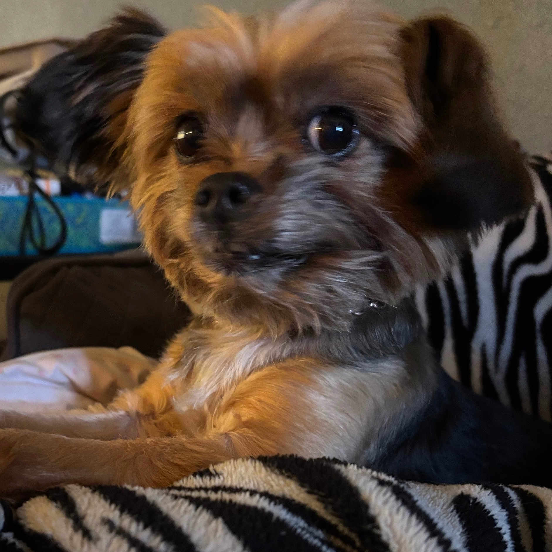 Baebae joined the competition — help win amazing prizes! dog, small_dog, pet, close_up, fur, indoor, blanket, zebra_pattern, resting, cute, animal, mammal, companion, domestic_animal, face, ears, eyes, snout, cozy, brown_fur