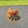 animal, ball, canine, companions, dog, driveway, friendship, fun, golden_retriever, grass, mammal, outdoor, pet, playful, playing, rope, summer, sunlight, tug_of_war, two_dogs