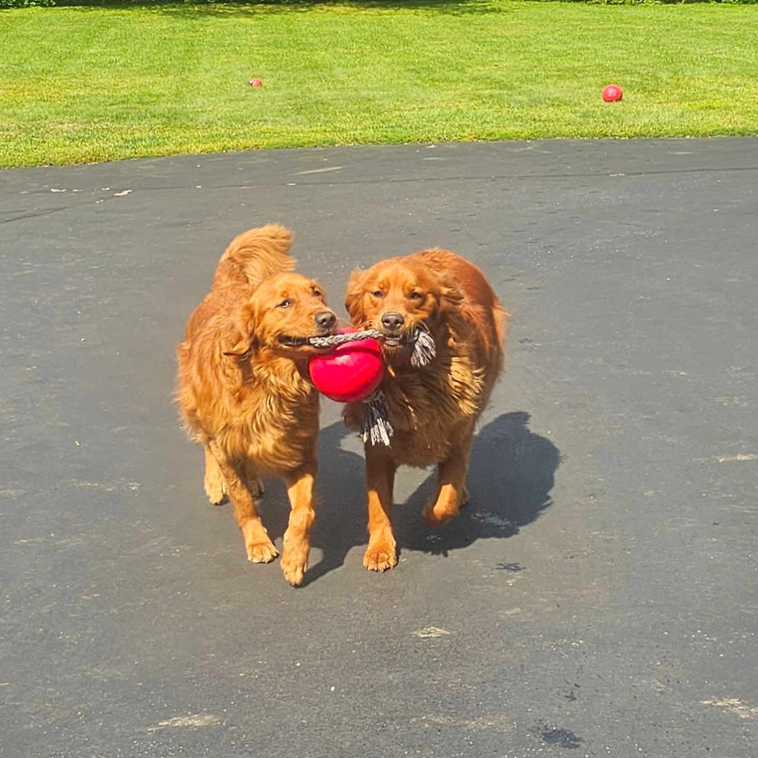 Barley And Remy