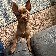 Chop is registered to the contest to win money with this photo: puppy, dog, brown, ears, carpet, couch, indoor, pet, cute, small, fur, animal, looking_up, paws, home, leather_couch, young_dog, curious, adorable, companion