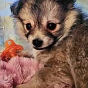 Smokey joined the competition — help win amazing prizes! animal, blanket, canine, cat, chihuahua, cockerspaniel, dog, eskimodog, fox, husky, kitfox, kitten, papillon, pet, poodle, puppy, snout, terrier, toy, whitedog