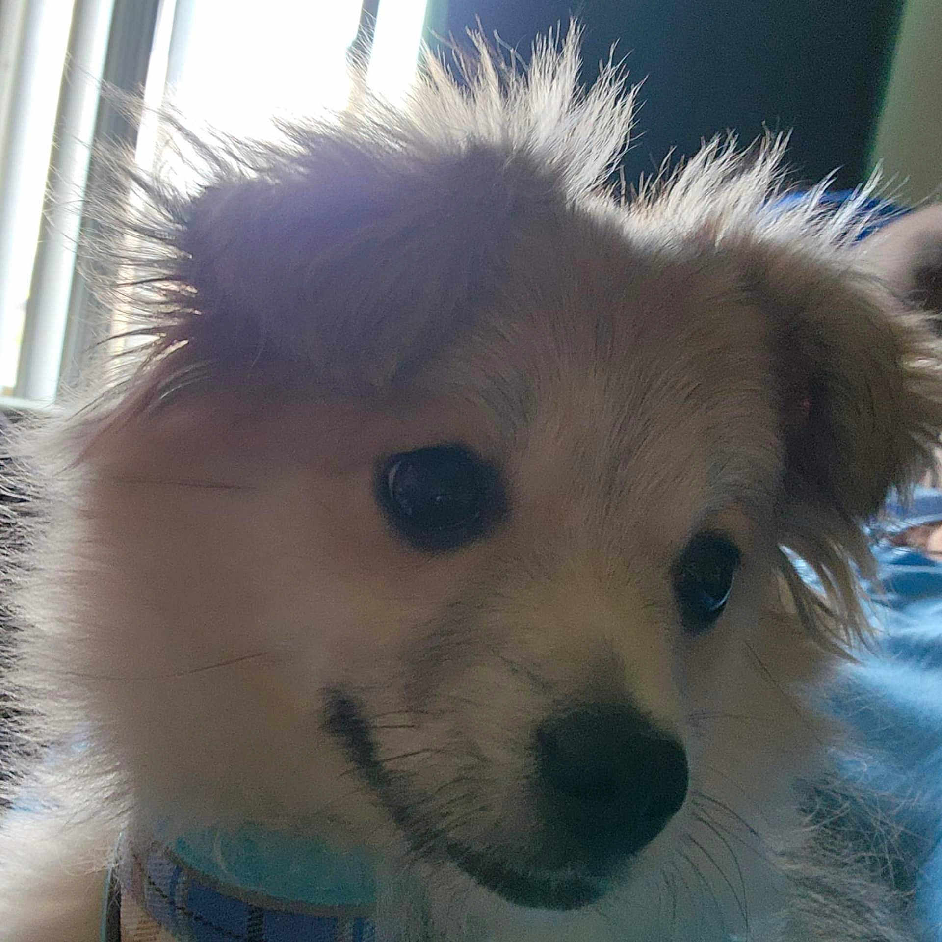 Smokey is registered to the contest to win money with this photo: animal, ball, canine, chihuahua, cockerspaniel, couch, dog, eskimodog, furniture, goldenretriever, papillon, pet, poodle, puppy, snout, sport, tennis, tennisball, terrier, whitedog