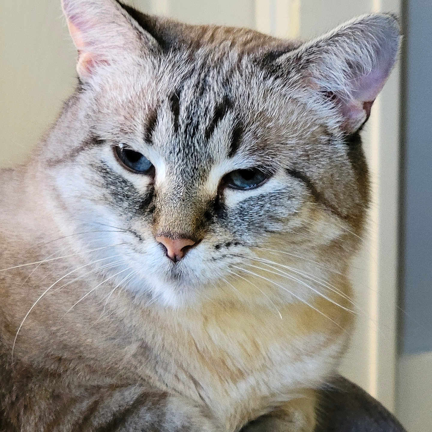 Mommacat