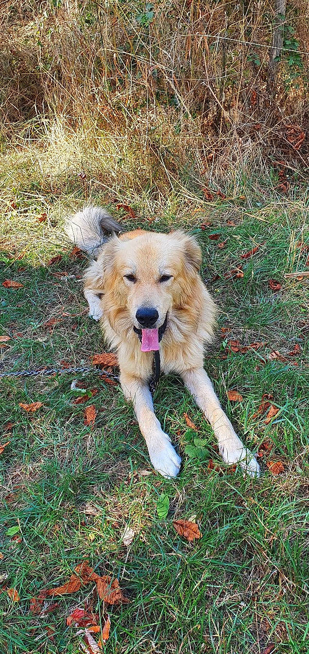 Tchoupi a rejoint le concours — aidez-le/la à gagner de superbes lots ! canidae, carnivore, companion_dog, dog, dog_breed, fawn, fur, grass, grassland, groundcover, plant, retriever, sporting_group, terrestrial_animal, wildlife