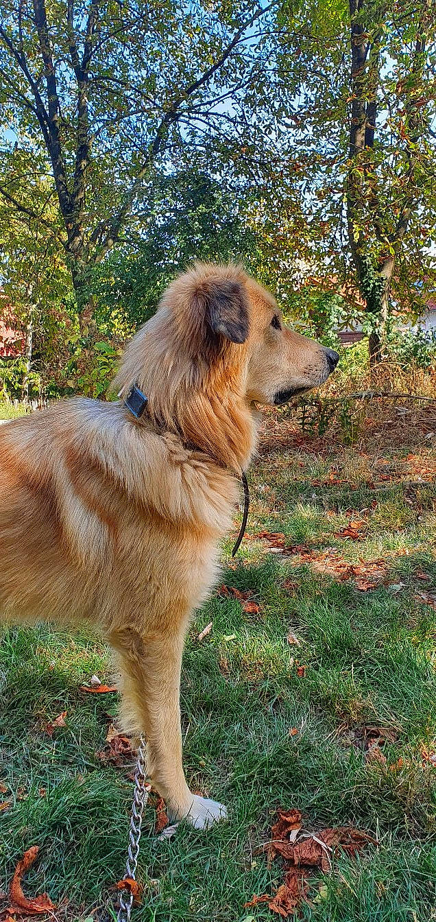 Tchoupi participe au concours pour gagner de l'argent avec cette photo : canidae, carnivore, companion_dog, dog, dog_breed, fawn, fur, grass, gun_dog, plant, sporting_group, tail, terrestrial_animal, tree, working_dog