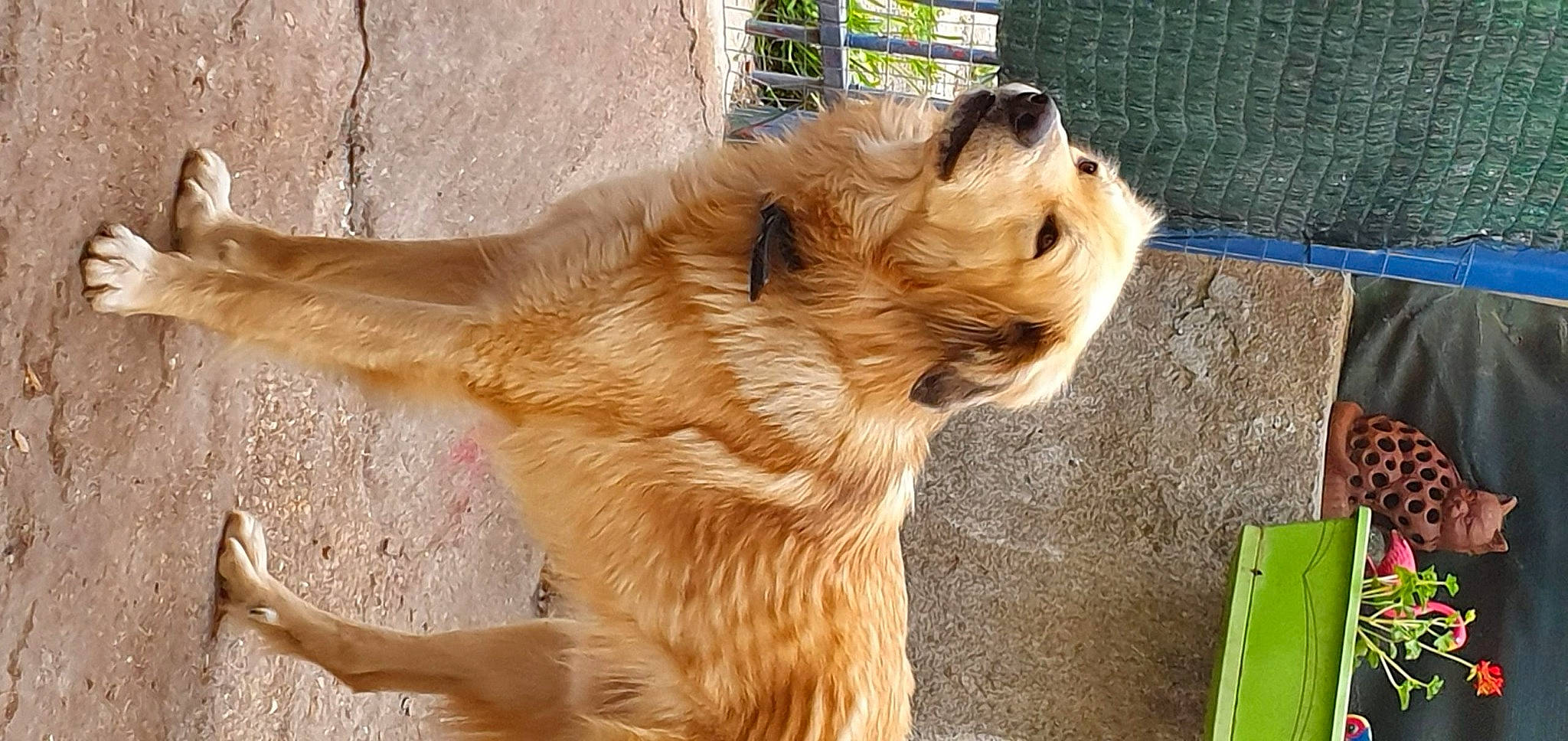 Tchoupi participe au concours pour gagner de l'argent avec cette photo : canidae, carnivore, companion_dog, dog, dog_breed, dog_supply, fawn, fur, liver, paw, snout, sporting_group, street_dog, tail, terrestrial_animal, toy_dog, whiskers, wildlife, wood, working_animal