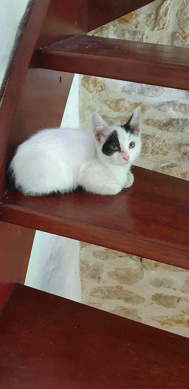 Rubie a rejoint le concours — aidez-le/la à gagner de superbes lots ! carnivore, cat, comfort, domestic_short_haired_cat, fawn, felidae, floor, flooring, fur, hardwood, paw, sitting, small_to_medium_sized_cats, snout, tail, whiskers, white, wood, wood_flooring, wood_stain