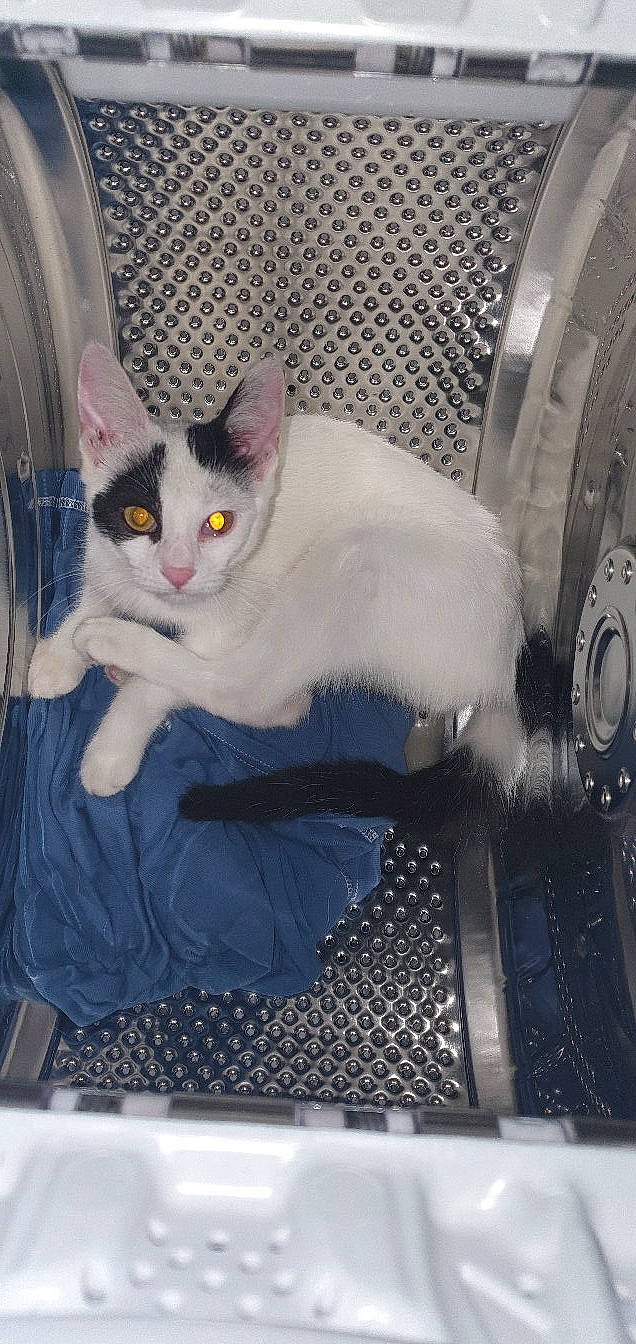 Rubie participe au concours pour gagner de l'argent avec cette photo : automotive_tire, box, carnivore, cat, cat_supply, comfort, domestic_short_haired_cat, felidae, fur, grey, mesh, metal, pattern, paw, pet_supply, sitting, small_to_medium_sized_cats, snout, tail, whiskers