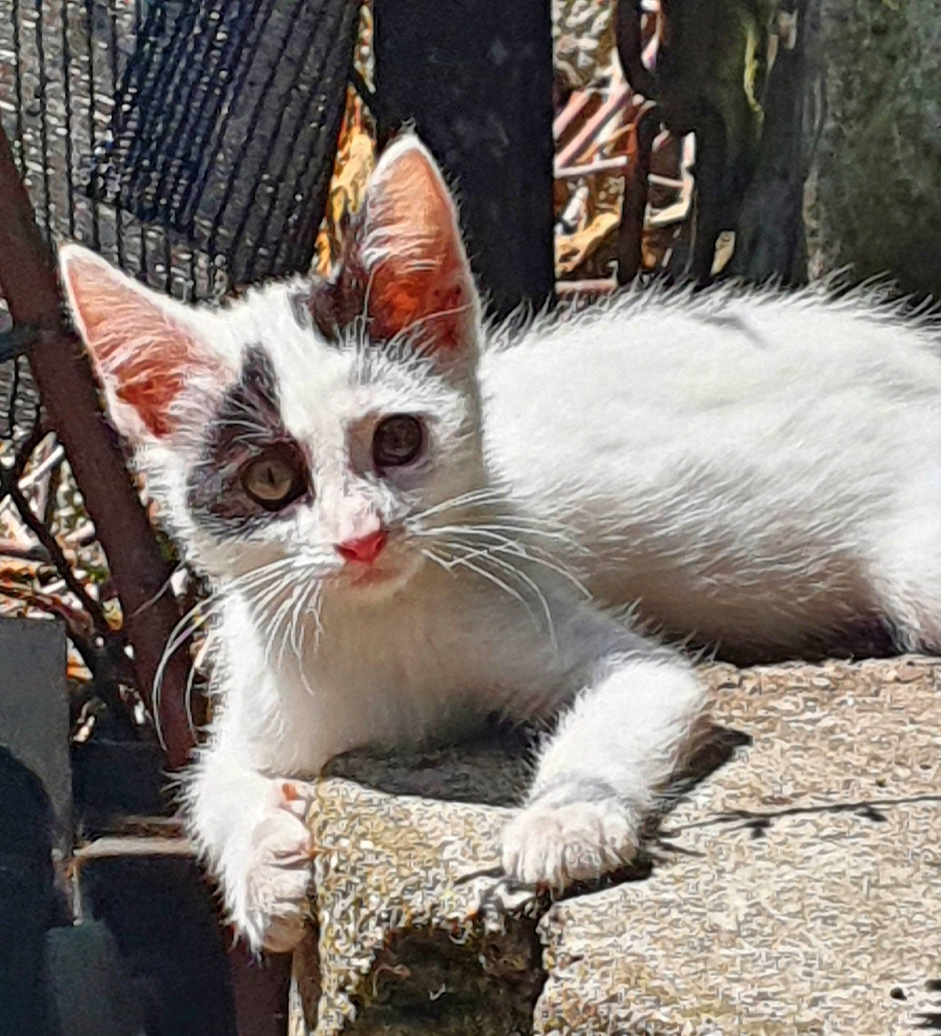 Rubie a rejoint le concours — aidez-le/la à gagner de superbes lots ! carnivore, cat, cat_furniture, claw, domestic_short_haired_cat, fawn, felidae, fur, paw, photo_caption, sitting, small_to_medium_sized_cats, snout, tail, terrestrial_animal, vehicle_registration_plate, whiskers, wildlife