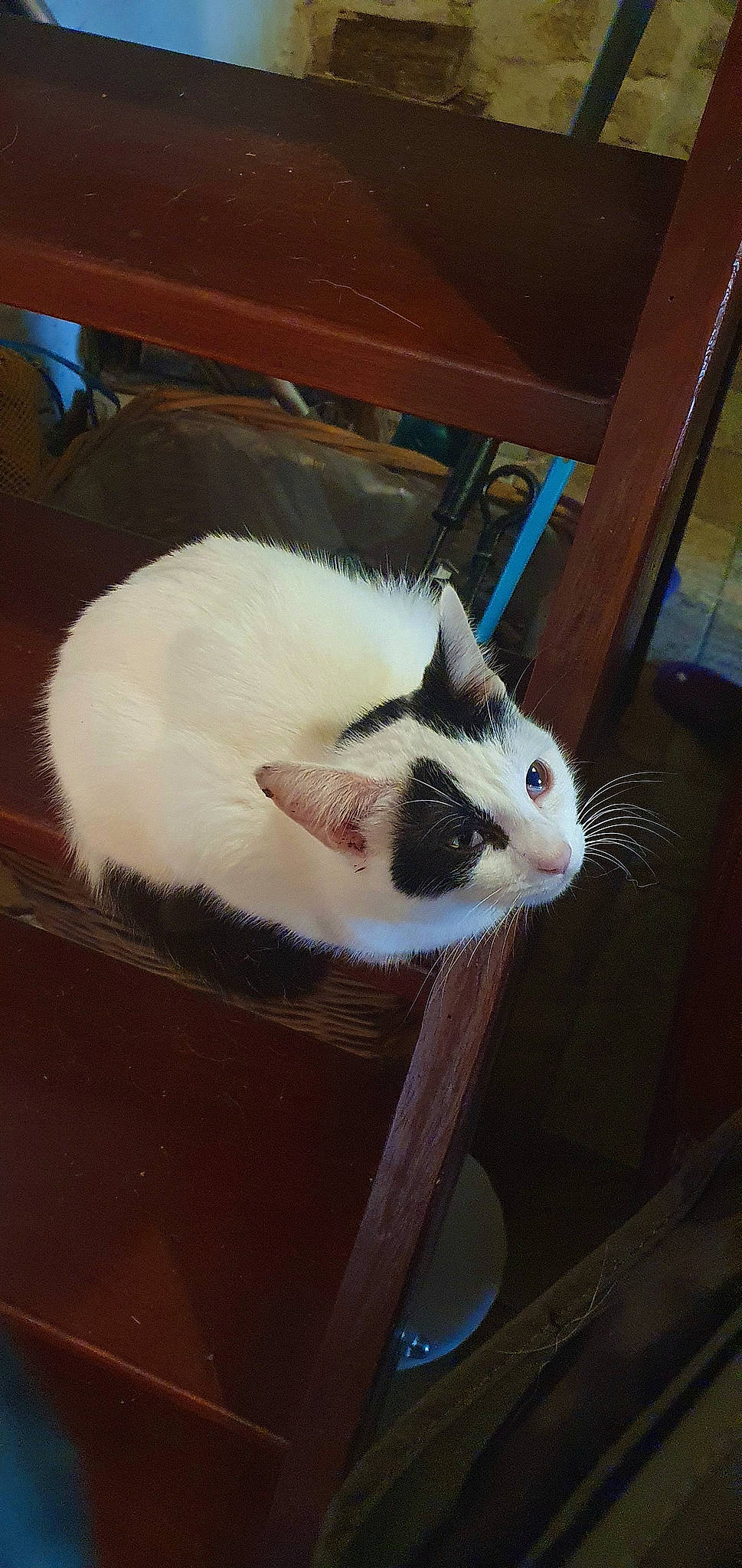 Rubie a rejoint le concours — aidez-le/la à gagner de superbes lots ! cardboard, carnivore, cat, chair, comfort, domestic_short_haired_cat, fawn, felidae, floor, flooring, foot, fur, hardwood, mammal, paw, small_to_medium_sized_cats, snout, tail, whiskers, wood