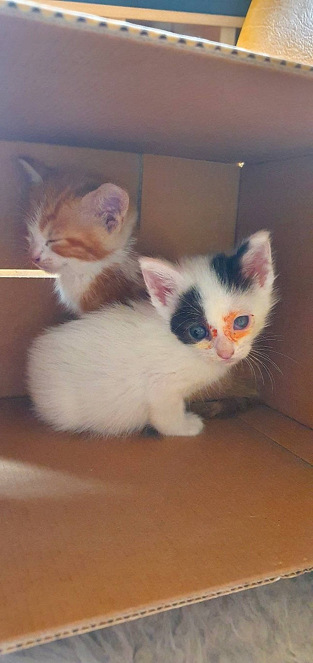 Rubie a rejoint le concours — aidez-le/la à gagner de superbes lots ! art, carnivore, cat, claw, domestic_short_haired_cat, fawn, felidae, flooring, foot, fur, hardwood, paw, small_to_medium_sized_cats, snout, tail, toe, whiskers, wood