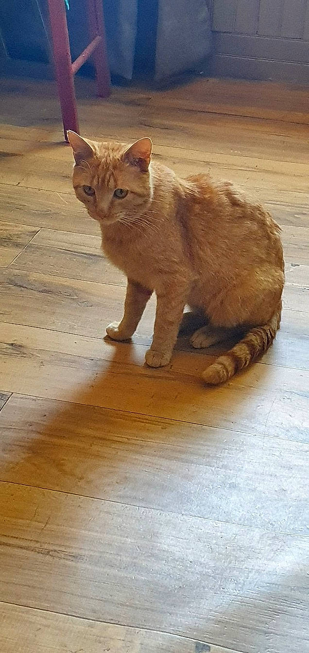 Nanouk participe au concours pour gagner de l'argent avec cette photo : brown, carnivore, cat, claw, domestic_short_haired_cat, eye, fawn, felidae, flooring, foot, fur, hardwood, paw, small_to_medium_sized_cats, snout, tail, terrestrial_animal, whiskers, wildlife, wood