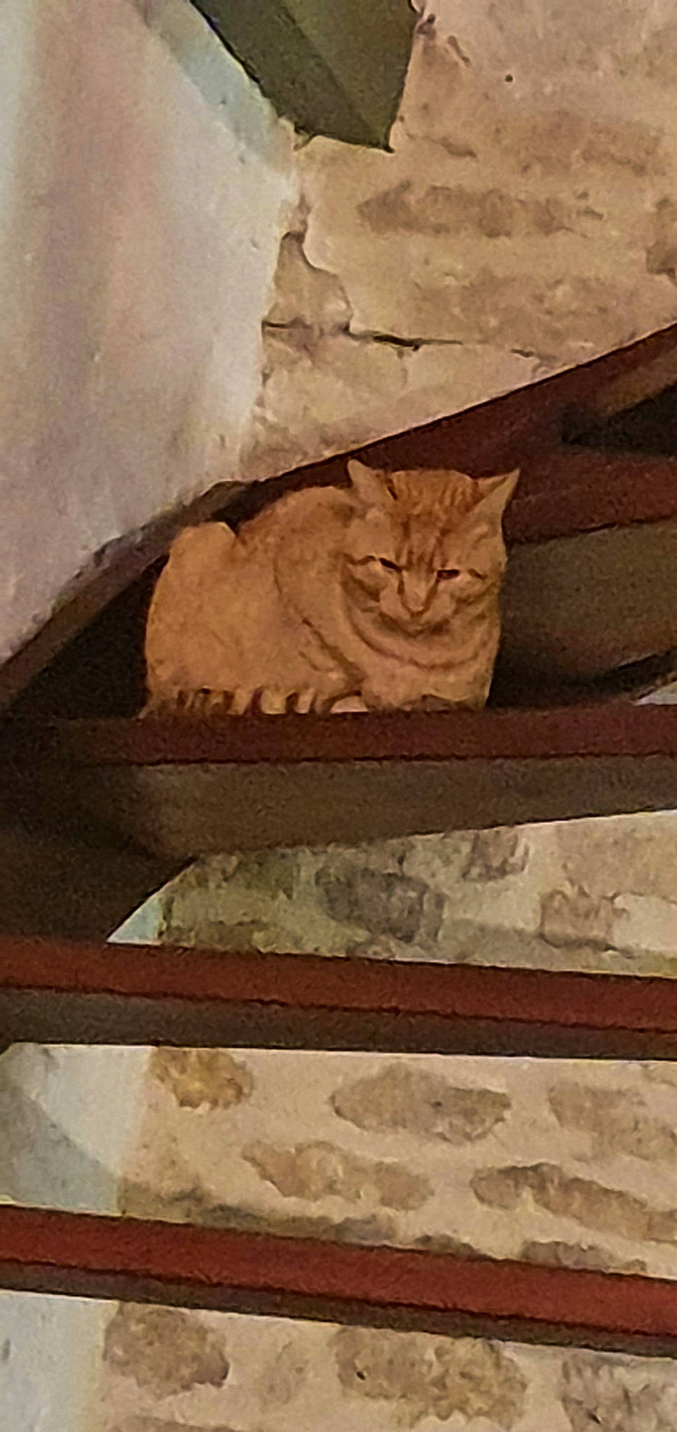 Nanouk participe au concours pour gagner de l'argent avec cette photo : art, artifact, beige, brick, brown, carnivore, cat, domestic_short_haired_cat, fawn, felidae, flooring, hardwood, rectangle, relief, small_to_medium_sized_cats, stairs, tail, tints_and_shades, whiskers, wood