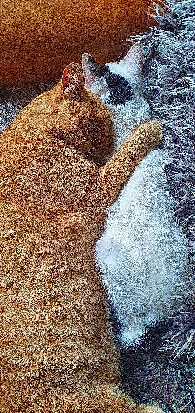 Nanouk a rejoint le concours — aidez-le/la à gagner de superbes lots ! art, carnivore, cat, claw, comfort, domestic_short_haired_cat, fawn, felidae, fur, nap, paw, photo_caption, small_to_medium_sized_cats, snout, tail, terrestrial_animal, tree, vertebrate, whiskers, wildlife