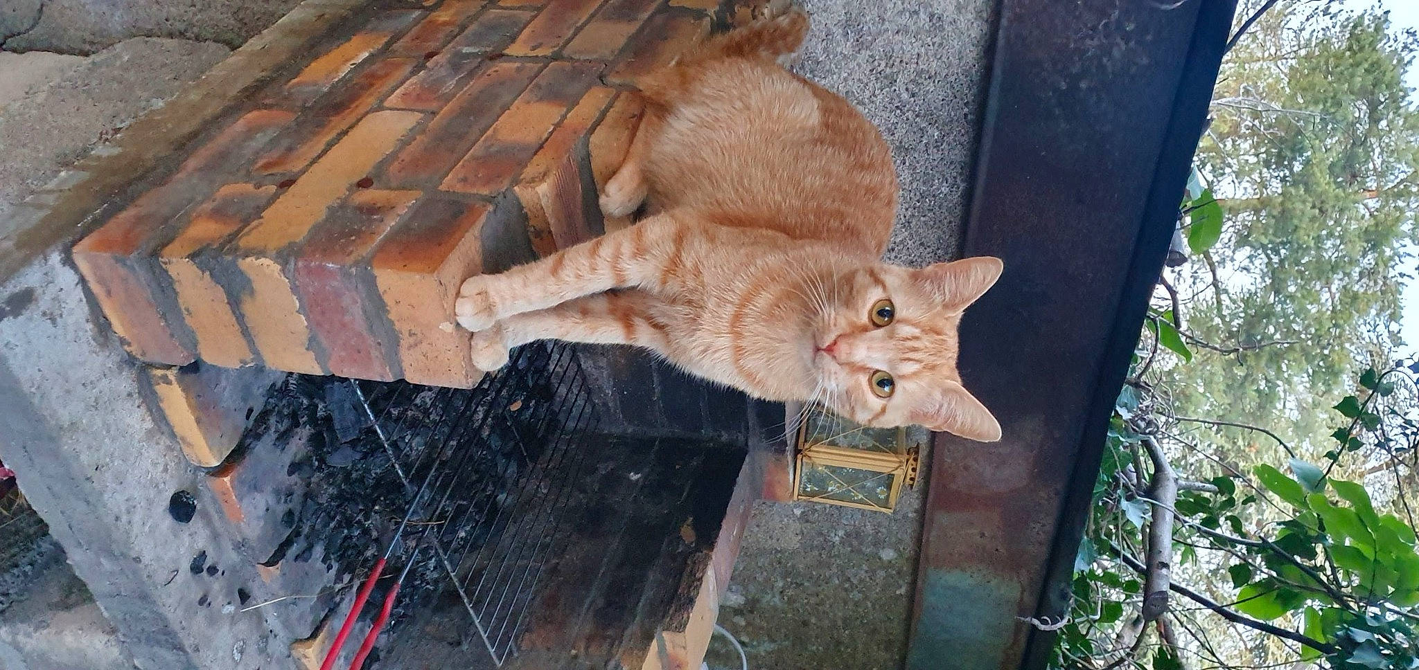 Nanouk participe au concours pour gagner de l'argent avec cette photo : animal_shelter, canidae, carnivore, cat, claw, domestic_short_haired_cat, fawn, felidae, fur, hardwood, small_to_medium_sized_cats, snout, sporting_group, tail, terrestrial_animal, tree, trunk, whiskers, wildlife, wood