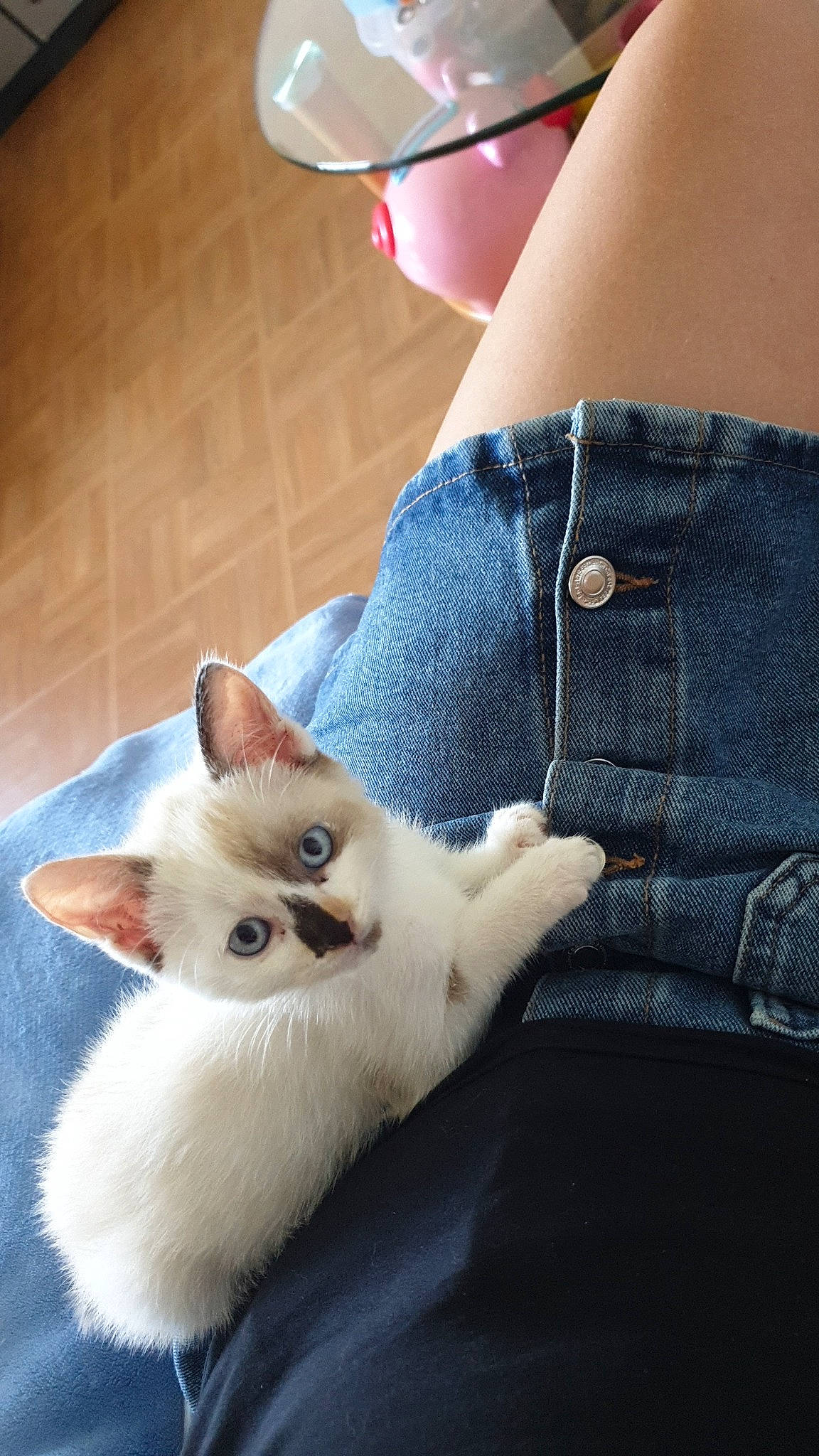 Boonty participe au concours pour gagner de l'argent avec cette photo : carnivore, cat, denim, domestic_short_haired_cat, eyelash, fashion_accessory, fawn, felidae, flooring, fur, hand, human_leg, nail, paw, small_to_medium_sized_cats, snout, tail, thai, whiskers, wood