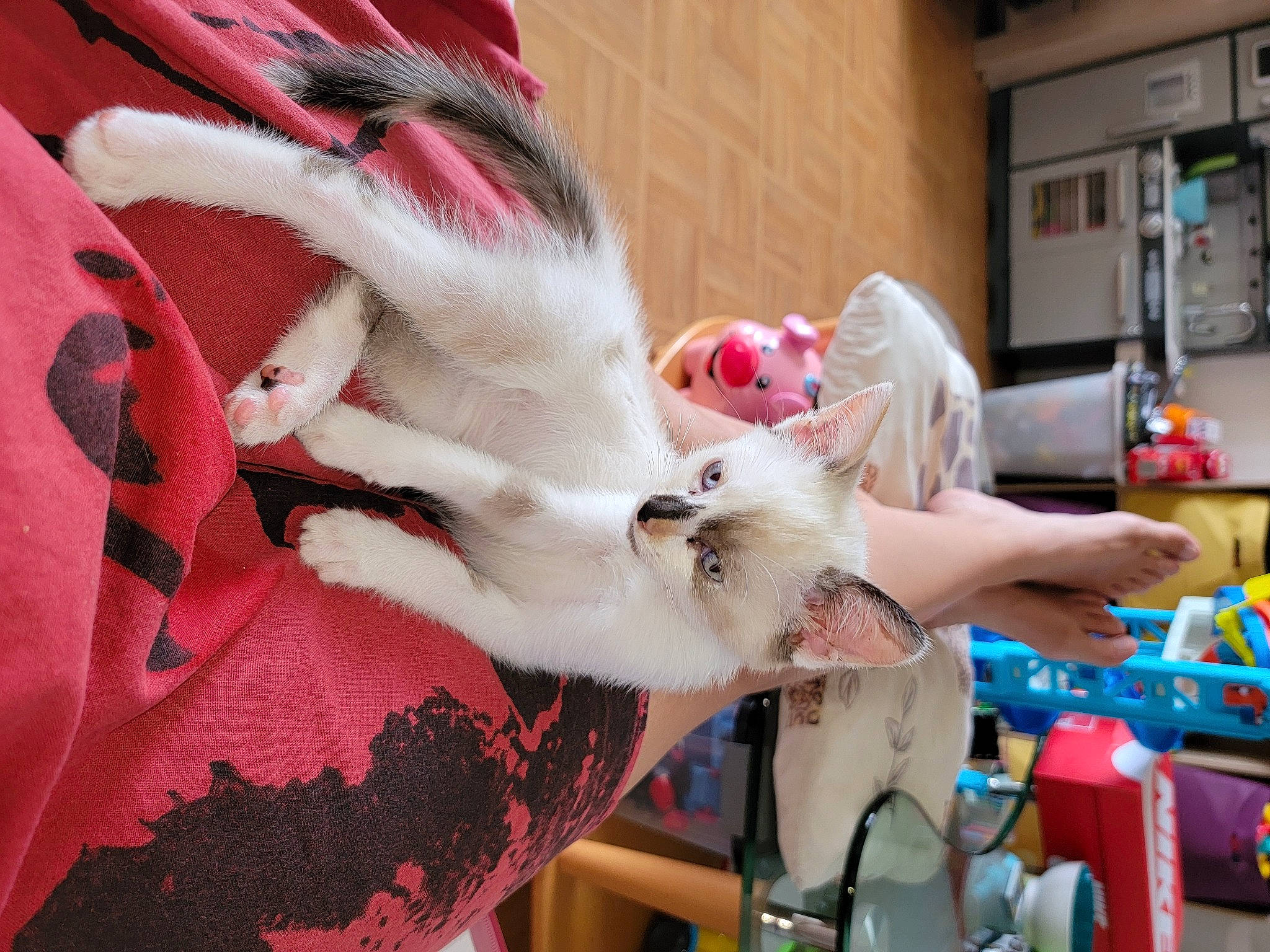 Boonty a rejoint le concours — aidez-le/la à gagner de superbes lots ! animal_product, canidae, carmine, companion_dog, costume, event, eyelash, fashion_design, fawn, feather, felidae, flesh, fun, fur, fur_clothing, human_leg, pattern, small_to_medium_sized_cats, tail, whiskers