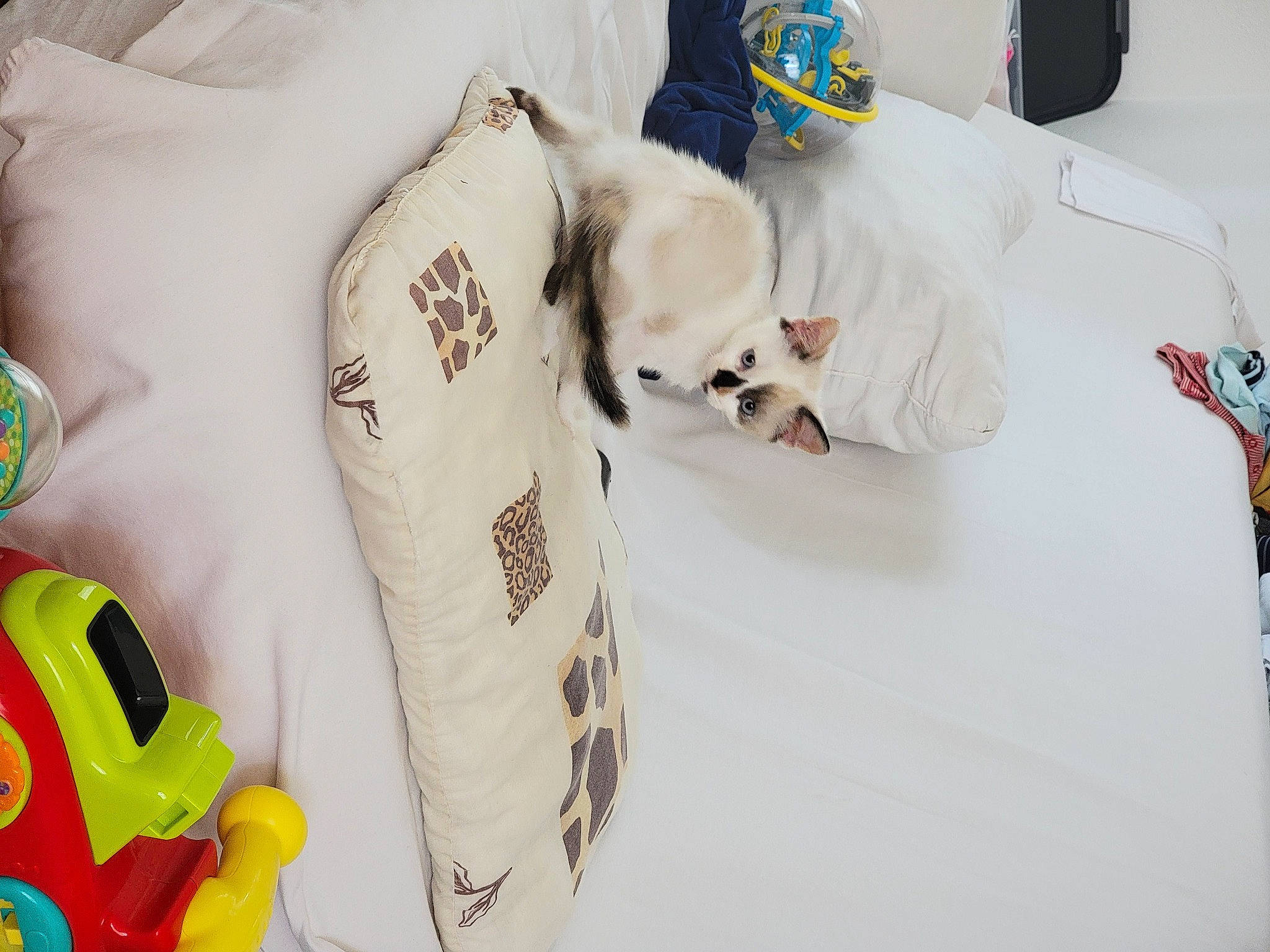 Boonty a rejoint le concours — aidez-le/la à gagner de superbes lots ! baby_products, baby_toys, bag, bedding, carmine, child, comfort, eyewear, fashion_accessory, felidae, font, fur, hat, linens, pattern, personal_protective_equipment, plush, stuffed_toy, teddy_bear, toy