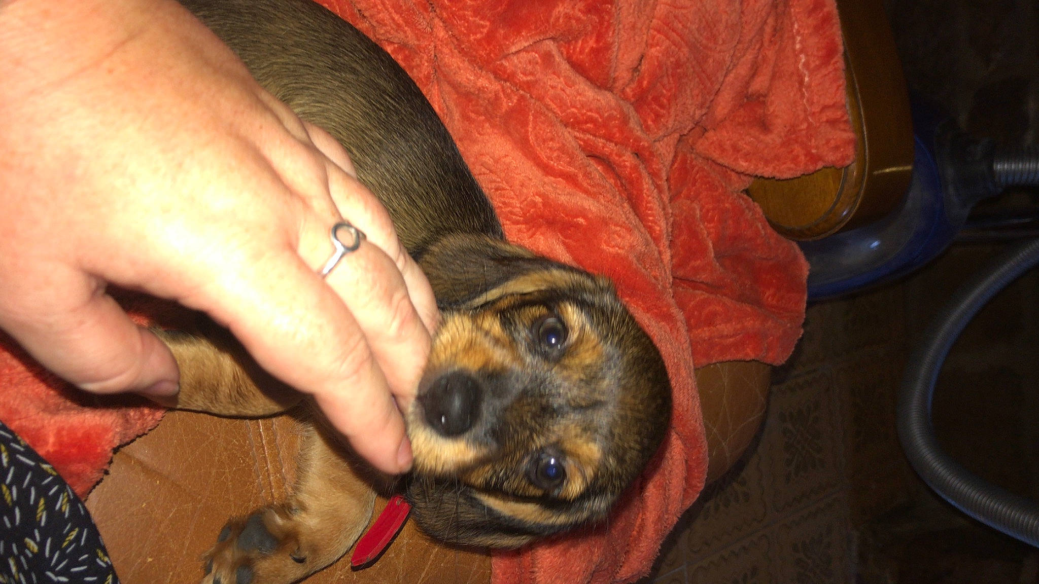 Onnera participe au concours pour gagner de l'argent avec cette photo : canidae, carnivore, dog, dog_breed, puppy, snout