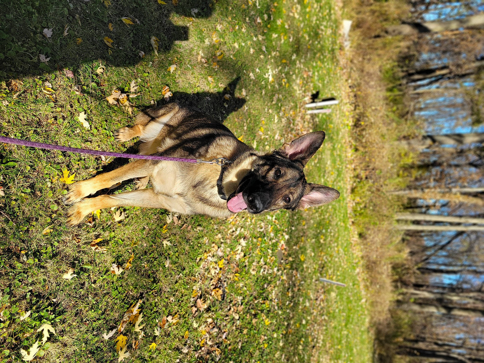 Halo is registered to the contest to win money with this photo: canis, carnivore, dog, dog_breed, east_european_shepherd, german_shepherd_dog, grass, groundcover, guard_dog, king_shepherd, old_german_shepherd_dog, pack_animal, plant, sulimov_dog, tail, tree, water, wood, working_animal, working_dog