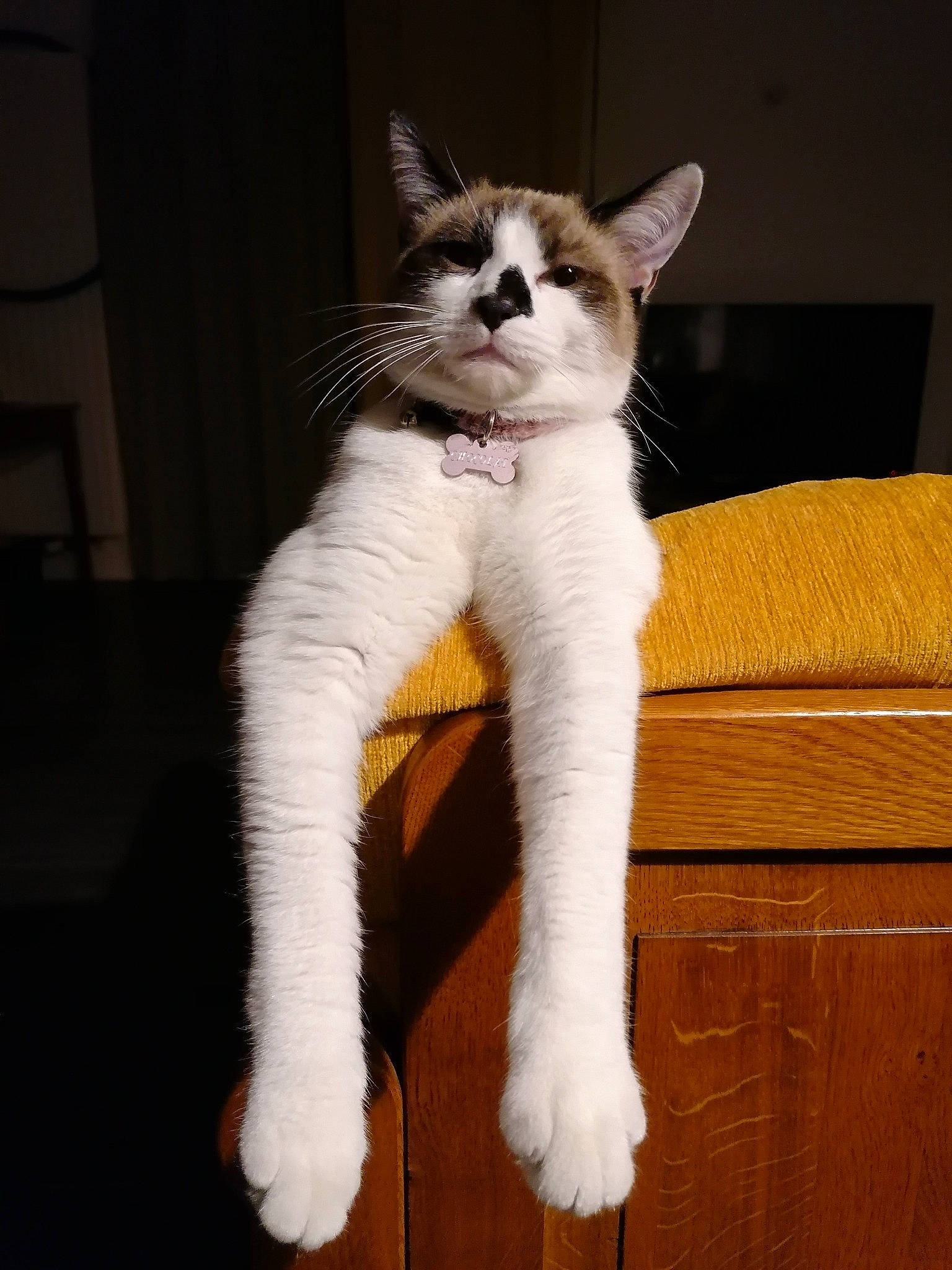 Chocolat participe au concours pour gagner de l'argent avec cette photo : carnivore, cat, claw, comfort, domestic_short_haired_cat, eye, fawn, felidae, formal_wear, fur, hardwood, paw, sitting, small_to_medium_sized_cats, snout, tail, whiskers, wood