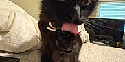 Valentine joined the competition — help win amazing prizes! cat, black_cat, bed, licking, paw, indoor, blanket, quilt, window, blinds, television, furniture, pet, animal, whiskers, ears, closeup, home, playing, cute