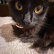 Valentine is registered to the contest to win money with this photo: black_cat, close_up, yellow_eyes, fur, whiskers, indoor, quilted_bedspread, pet, animal, feline, texture, resting, curious, portrait, soft_lighting, domestic_cat, face, close_view, home, cozy