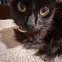 black_cat, close_up, yellow_eyes, fur, whiskers, indoor, quilted_bedspread, pet, animal, feline, texture, resting, curious, portrait, soft_lighting, domestic_cat, face, close_view, home, cozy