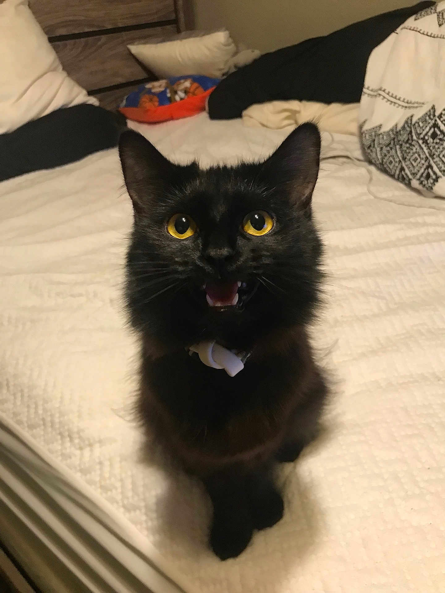 Valentine is registered to the contest to win money with this photo: cat, black_cat, yellow_eyes, pet, indoor, bed, white_bedspread, pillow, blanket, feline, fur, whiskers, cute, animal, looking_up, domestic_cat, mouth_open, sitting, cozy, home