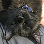 Valentine is registered to the contest to win money with this photo: cat, black_cat, close_up, upside_down, sleeping, fur, whiskers, collar, pet, animal, domestic_animal, resting, soft_texture, cozy, indoor, cute, relaxed, feline, portrait, companion