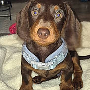 Stanley joined the competition — help win amazing prizes! puppy, dog, dachshund, brown_dog, collar, pet, cute, close_up, indoor, blanket, tennis_ball, animal, young_dog, curious, sitting, furry, domestic_animal, companion, small_dog, looking