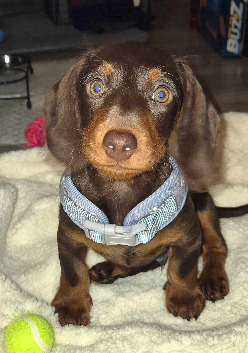 Stanley joined the competition — help win amazing prizes! puppy, dog, dachshund, brown_dog, collar, pet, cute, close_up, indoor, blanket, tennis_ball, animal, young_dog, curious, sitting, furry, domestic_animal, companion, small_dog, looking
