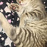 kitten, cat, sleeping, tabby, fur, paw, blanket, star_pattern, cute, pet, animal, cozy, relaxing, feline, soft, striped, whiskers, indoor, resting, adorable