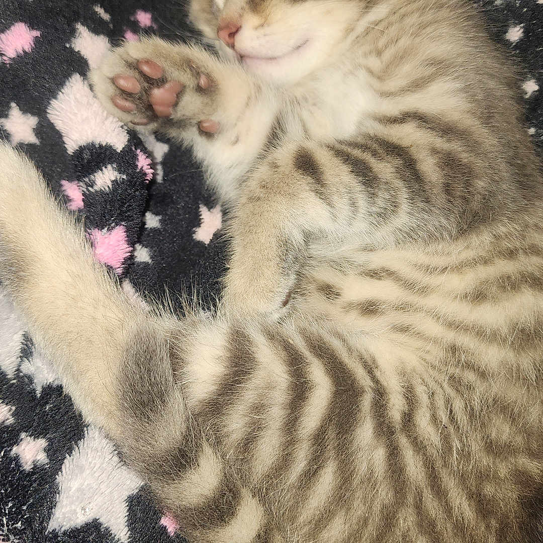 Shado participe au concours pour gagner de l'argent avec cette photo : kitten, cat, sleeping, tabby, fur, paw, blanket, star_pattern, cute, pet, animal, cozy, relaxing, feline, soft, striped, whiskers, indoor, resting, adorable