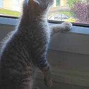 Shado participe au concours pour gagner de l'argent avec cette photo : cat, kitten, window, indoor, curious, paw, fur, light, sill, looking, young, animal, pet, domestic, feline, side_view, home, daylight, soft_light, cute