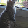cat, kitten, window, indoor, curious, paw, fur, light, sill, looking, young, animal, pet, domestic, feline, side_view, home, daylight, soft_light, cute
