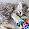 Shado a rejoint le concours — aidez-le/la à gagner de superbes lots ! kitten, cat, toy, plush_toy, gray_cat, tabby, animal, pet, cute, feline, claw, bite, playful, indoor, fur, young_cat, colorful, patterned_toy, small_animal, carnivore