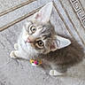 Shado a rejoint le concours — aidez-le/la à gagner de superbes lots ! kitten, cat, pet, animal, fur, eyes, whiskers, ears, toy, carpet, indoor, cute, small, feline, playful, young, looking_up, domestic, mammal, adorable
