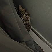 Muffin is registered to the contest to win money with this photo: cat, tabby, curtain, peeking, indoor, wall, baseboard, floor, dim_light, shadow, pet, animal, feline, curious, eyes, whiskers, hidden, quiet, cozy, home