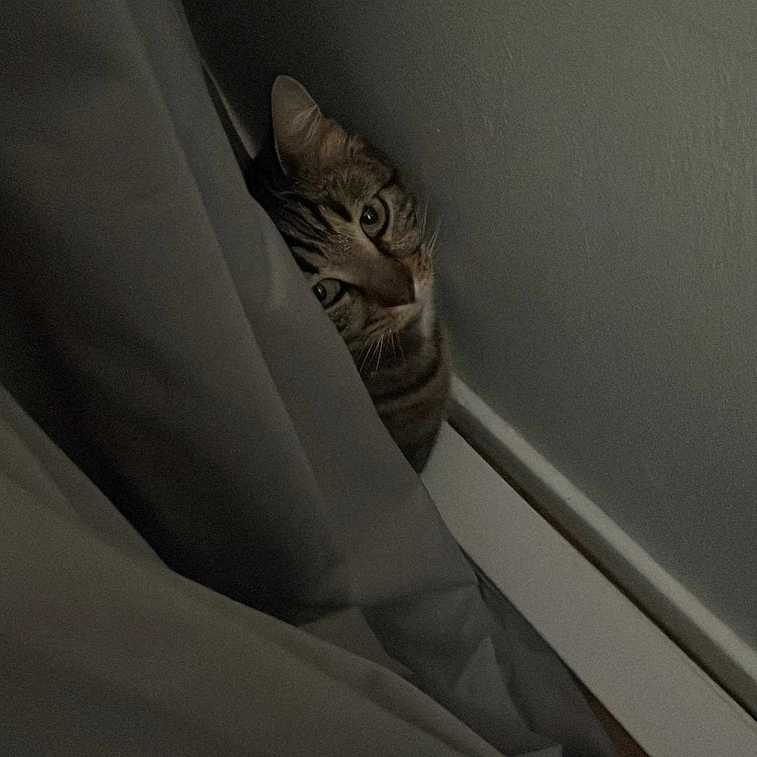 Muffin is registered to the contest to win money with this photo: cat, tabby, curtain, peeking, indoor, wall, baseboard, floor, dim_light, shadow, pet, animal, feline, curious, eyes, whiskers, hidden, quiet, cozy, home