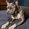 dog, pet, indoor, resting, collar, brown_collar, gray_dog, white_paws, ears_up, wooden_dresser, blue_wall, blanket, laying_down, canine, fur, domestic_animal, portrait, animal, quiet, calm