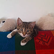 Meiko participe au concours pour gagner de l'argent avec cette photo : cat, kitten, animal, pet, feline, brown_tabby, white_paws, blue_eyes, whiskers, ears, face, lying_down, relaxed, cute, indoor, blanket, patchwork, plush_toys, portrait, home