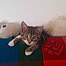 cat, kitten, animal, pet, feline, brown_tabby, white_paws, blue_eyes, whiskers, ears, face, lying_down, relaxed, cute, indoor, blanket, patchwork, plush_toys, portrait, home