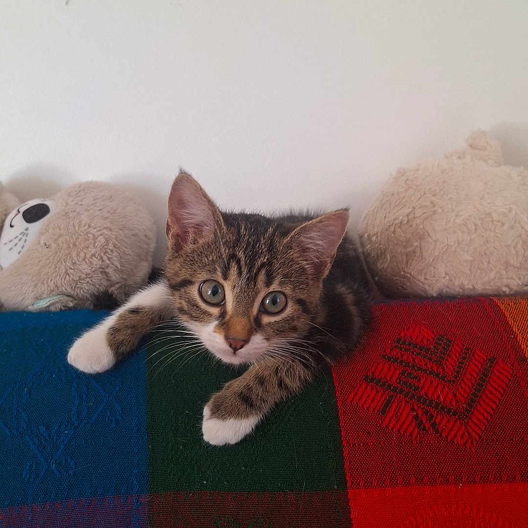 Meiko participe au concours pour gagner de l'argent avec cette photo : cat, kitten, animal, pet, feline, brown_tabby, white_paws, blue_eyes, whiskers, ears, face, lying_down, relaxed, cute, indoor, blanket, patchwork, plush_toys, portrait, home