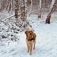 Thea participe au concours pour gagner de l'argent avec cette photo : animal, bushes, canine, cold, daylight, dog, forest, fur, golden_retriever, landscape, mammal, nature, outdoor, path, pet, snow, snow_covered, trees, walking, winter