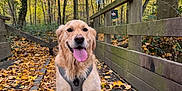 Thea participe au concours pour gagner de l'argent avec cette photo : animal, autumn, canine, daylight, dog, fall, forest, golden_retriever, happy, leaf_litter, leaves, nature, outdoor, path, pet, seasonal, sitting, tongue_out, trees, wooden_walkway